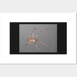 Mimetus eutypus spider Posters and Art